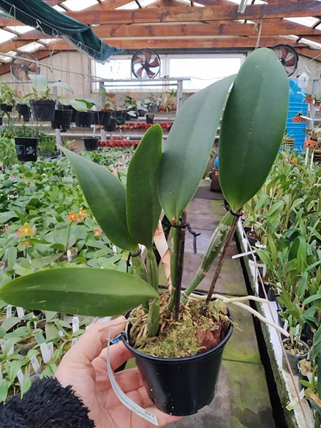 Cattleya lueddemanniana coerulea 'Pedra Azul' XXX x lueddemanniana coerulea 'Monte Verde'.jpg