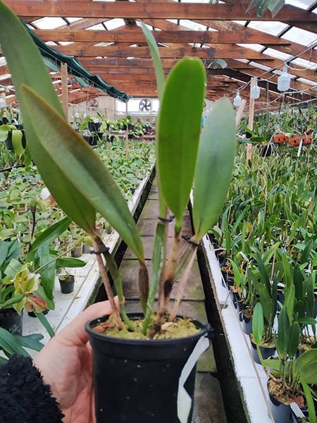 Cattleya lawrenceana flammea 'N1' x lawrenceana flammea 'N 2'.jpg