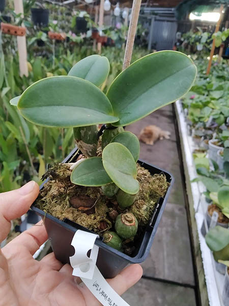 Cattleya nobilior (escura 'Rio Verde' x 'Lori').jpg