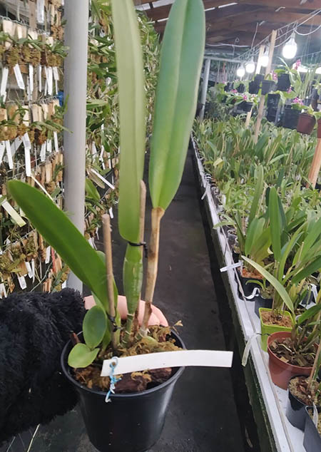 Laelia purpurata (mandaiana 'Schmidt' x semi-alba orlata flamea 'Caliman').jpg