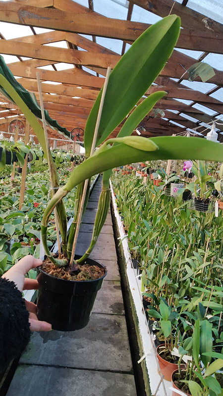 Cattleya labiata roxo bispo 'Urbano'.jpg