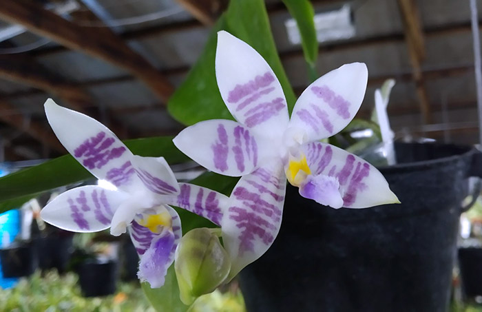 Phalaenopsis Penang Violacea x tetraspis.jpg