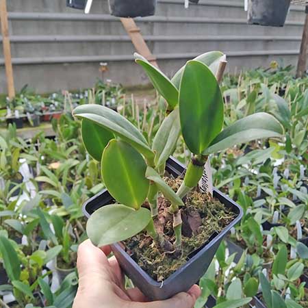 Potinara Sunspot Gem 'SVO Sunspot' x Sophrolaeliocattleya Katherine Clarkson 'SVO'.jpg