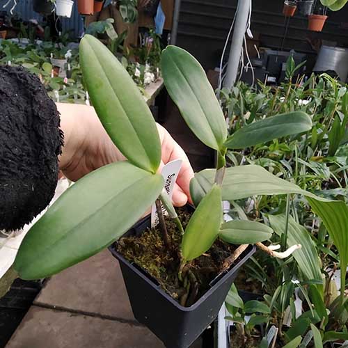 Cattleya Mark Jones 'Lance' 4N x Cattleya Caudebec 'Linwood' 4N.jpg