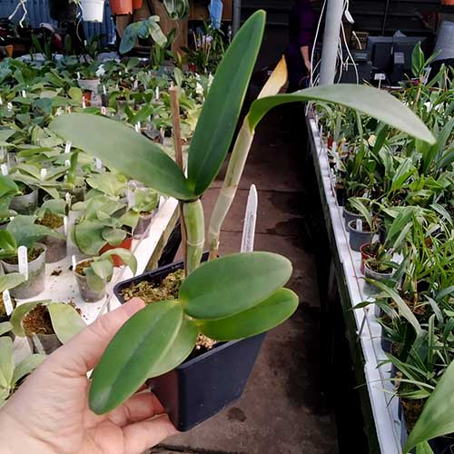 Cattleya Interglossa coerulea 'SVO Blue Splash' x Cattleya leopoldii coerulea 'Kathleen'.jpg