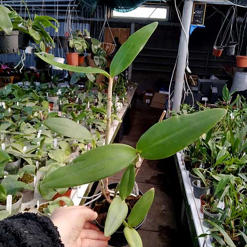 Cattleya Becky Culver (Loddiglossa coerulea 'SVO' x bicolor coerulea 'SVO').jpg