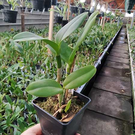 Sophrolaeliocattleya Jungle Hotspot 'SVO Splash Spots' x Brassolaeliocattleya Sunspots 'Sandy'.jpg