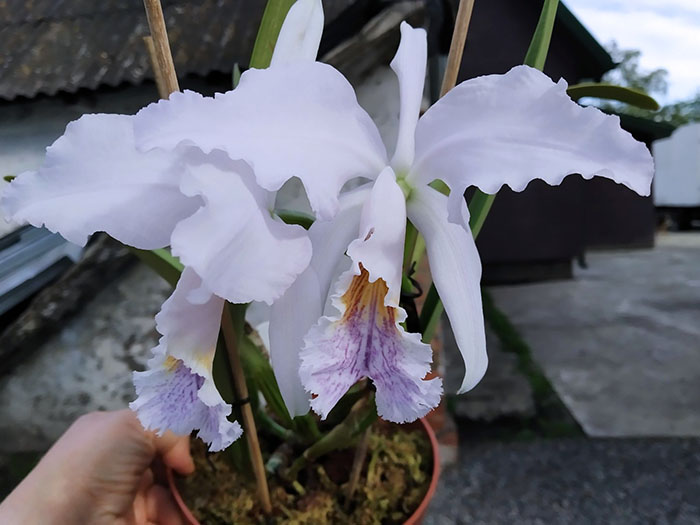 Cattleya mossiae coerulea 'SVO The Best'.jpg