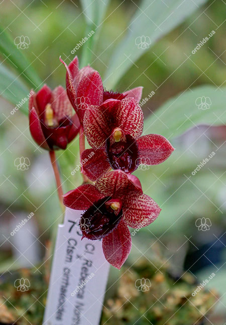 Clowesia Rebecca Northen 'Grapefruit Pink' x Catasetum cirrhaeoides 'SVO Darkness'.jpg