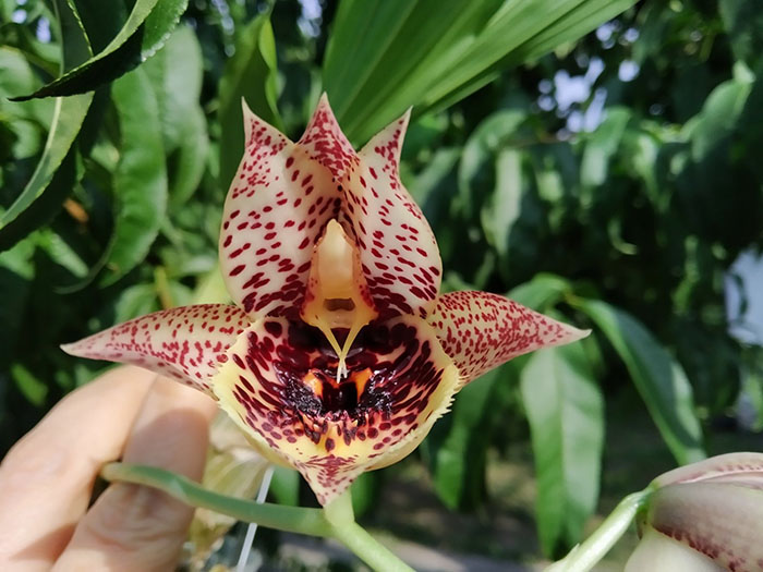 Catasetum Susan Fuchs 'Burgundy Chips' x Catasetum Karen Armstrong 'Super Nice'.jpg