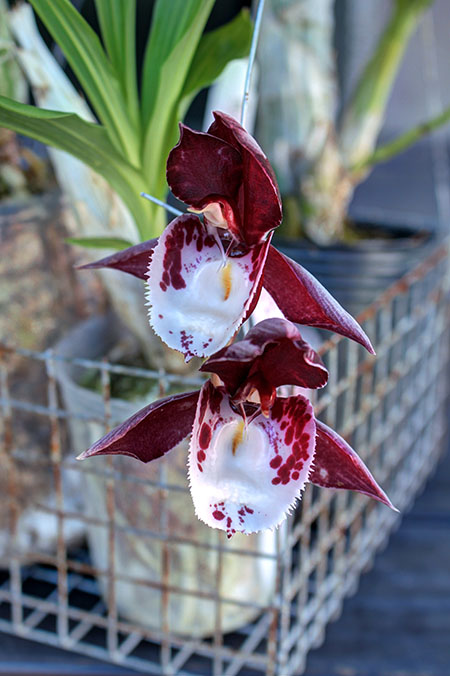 Catasetum Melana Davison.jpg