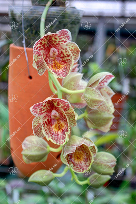 Clowesetum JEM’S Dragon Tears 'SVO' x Catasetum Orchidglade 'Davie Ranches'.jpg