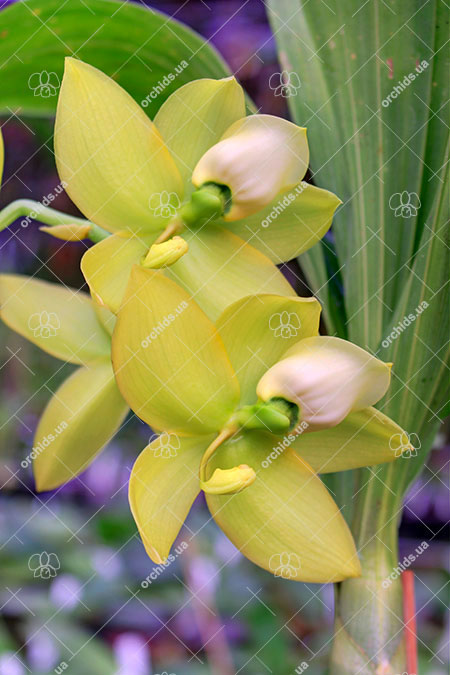 Cycnoches Jumbo Cooper 'SVO' x Alexis Jesus Pardo 'Sleeper Keeper'.jpg