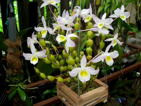 dendrobium-findlayanum-foto-2084.jpg