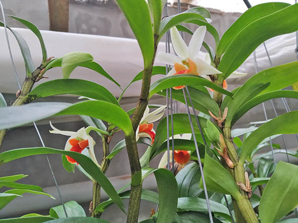 Dendrobium Jiaho Delight (Hsinying Frostymaree 'Orange' x tobaense var giganteum).jpg