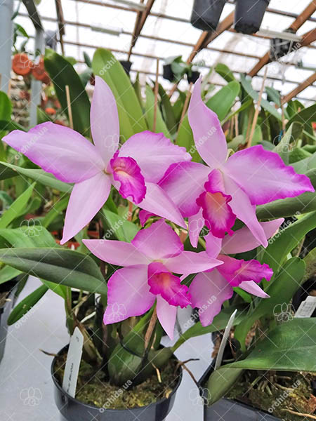 Laeliocattleya Rubescent Atreus 'Pinky'.jpg