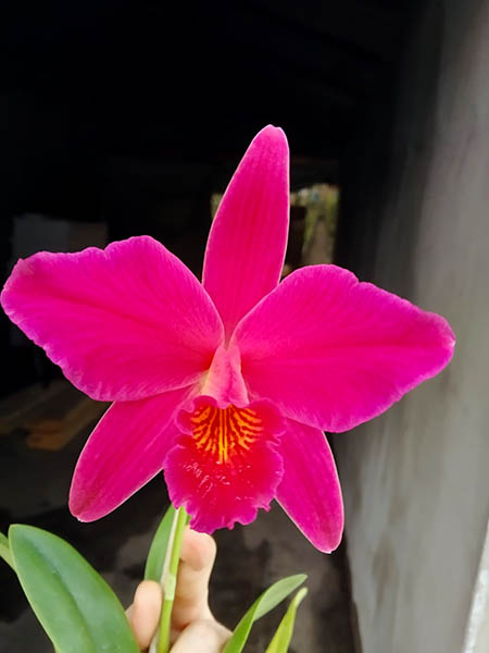 Sophrolaeliocattleya Hsin Buu Lady 'Red Beauty'.jpg