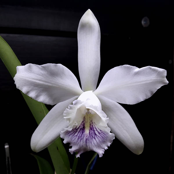 Cattleya Dominiana.jpg