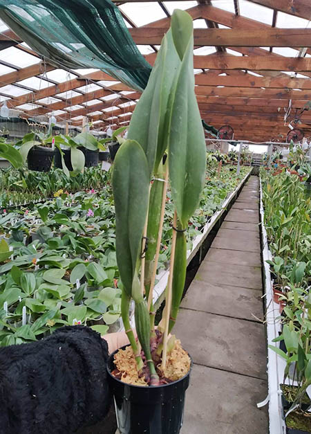 Cattleya dowiana 'Rosita'.jpg