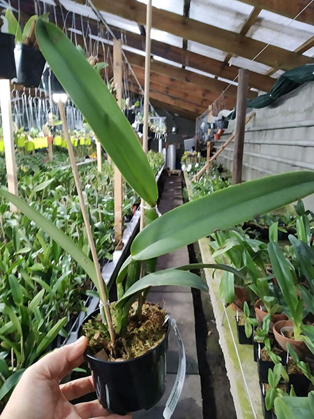 Cattleya maxima Ecuador.jpg