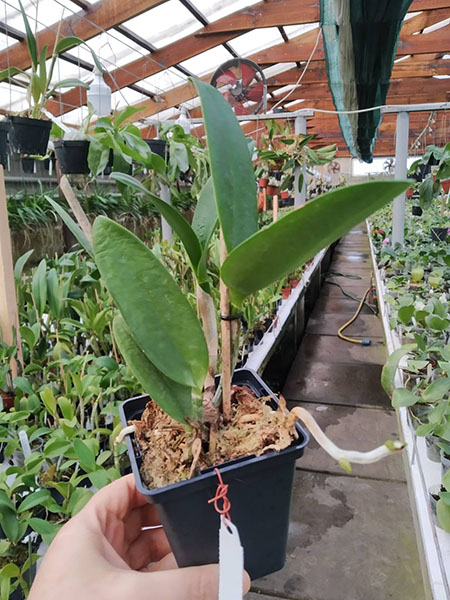 Rhyncholaeliocattleya Waianae Leopard.jpg