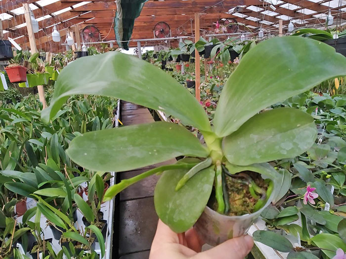 Phalaenopsis Chang Maw Evergreen x Yungho Gelb Canary.jpg