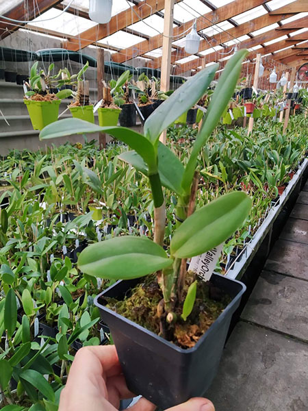 Sophrolaeliocattleya Jungle Hotspot 'SVO Splash Spots' x Brassolaeliocattleya Sunspots 'Sandy'.jpg