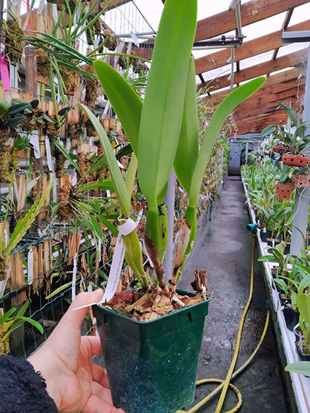 Cattleya trianae 'Waldemar Silva' x trianae lab escuro-integro 'Monte Verde'.jpg