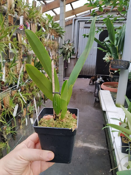 Cattleya labiata amesiana 'Gabriel Uliana' x labiata amesiana 'Caliman'.jpg