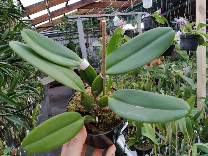 Cattleya labiata ('Cara Grande' x 'Cesar Iacavoni').jpg