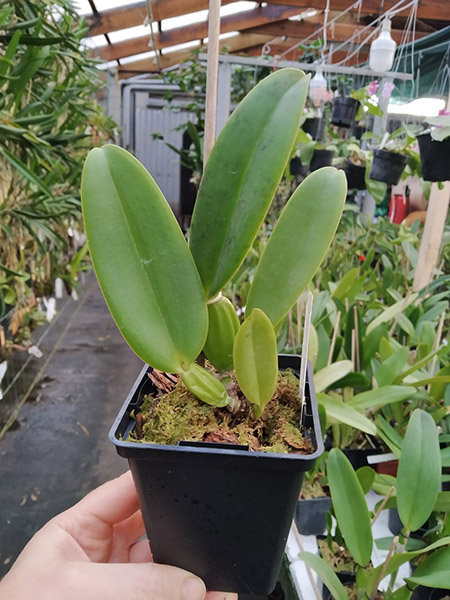 Cattleya labiata coerulea (Z-185 x coerulea) x self.jpg