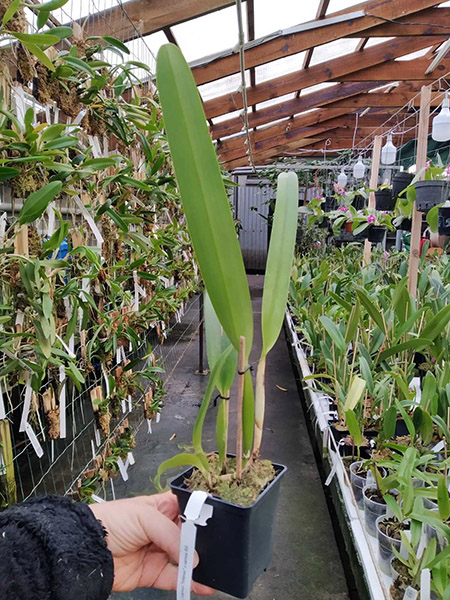 Laelia purpurata carnea (Bela Vista x Dark).jpg