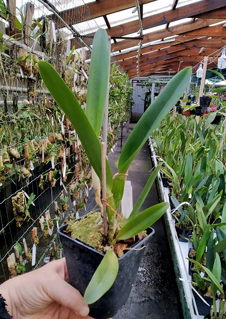 Laelia lobata tipo ('Bela Vista' x 'Dna Niedja').jpg