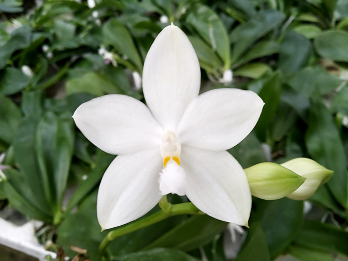 Phalaenopsis Penang Violacea x tetraspis.jpg