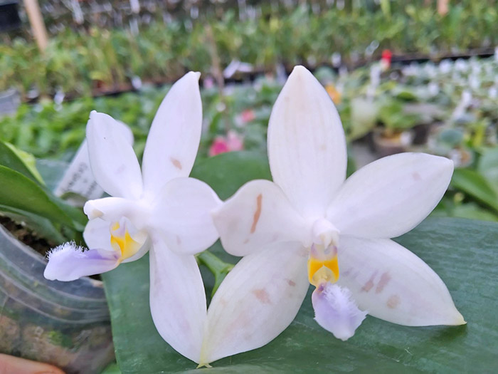 Phalaenopsis Penang Violacea x tetraspis.jpg