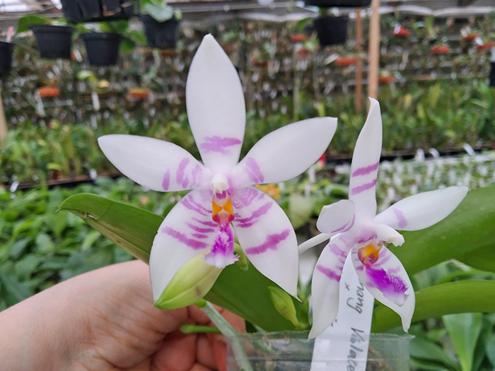 Phalaenopsis Penang Violacea x tetraspis.jpg