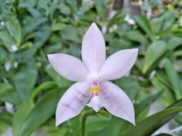 Phalaenopsis Penang Violacea x tetraspis.jpg