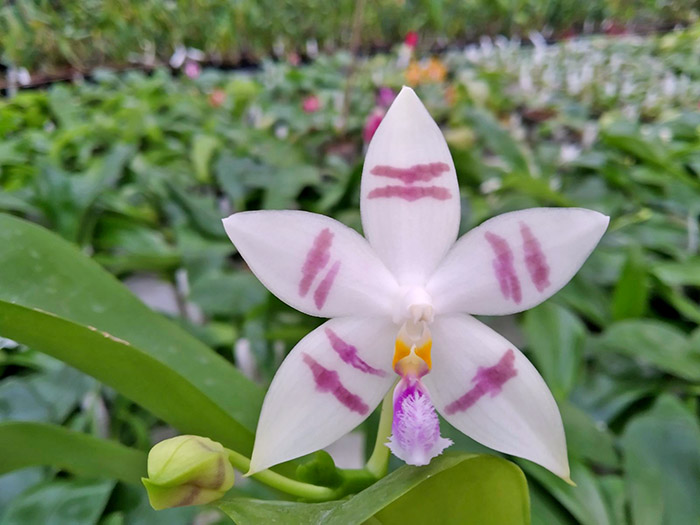 Phalaenopsis Penang Violacea x tetraspis.jpg