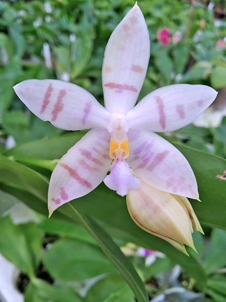 Phalaenopsis Penang Violacea x tetraspis.jpg