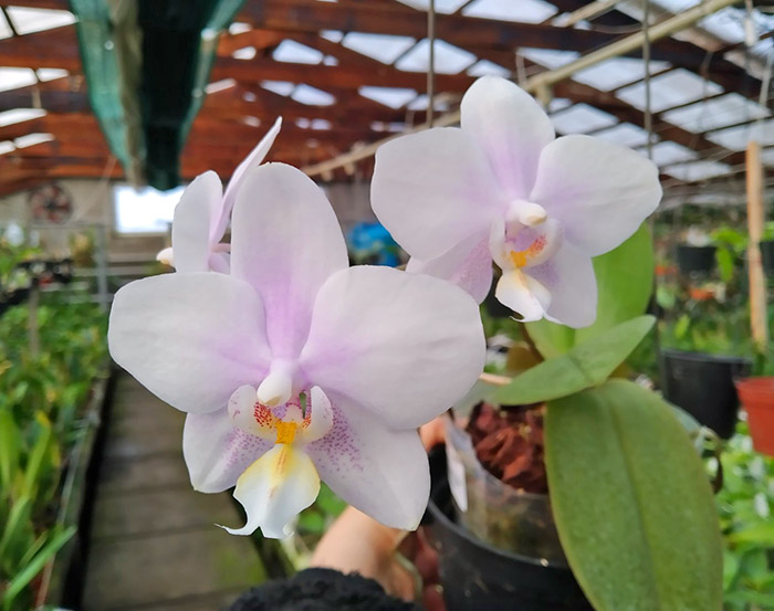 Phalaenopsis Lyndon Crystal Schilleriana (Chingruey's Crystal x schilleriana).jpg