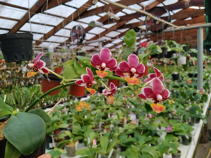 Phalaenopsis Liu's Little Tortoise-shell Cat (Chiada Stacy x lobbii).jpg