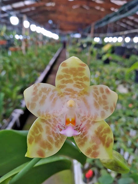 Phalaenopsis Zheng Min Muscadine 'Yellow' x gigantea 'MS-1'.jpg