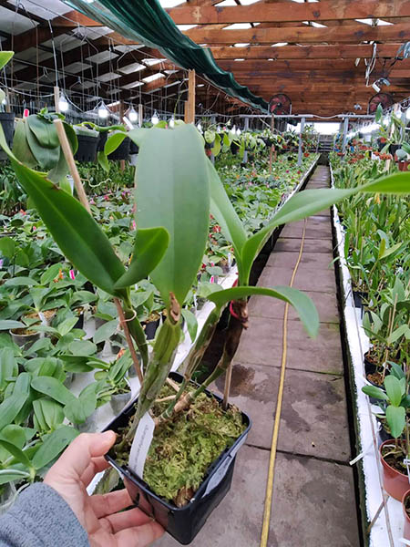 Cattleya skinneri 'Heiti Jacobs'.jpg