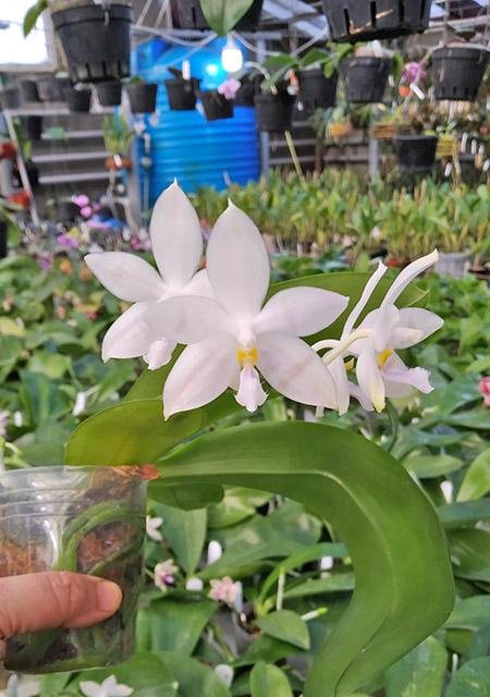 Phalaenopsis Penang Violacea x tetraspis.jpg