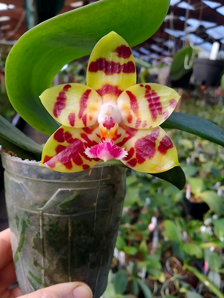 Phalaenopsis (YangYang Love x KS Super Zebra).jpg