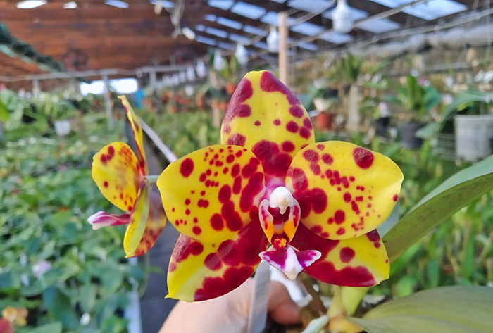 Phalaenopsis Mituo Diamond 'DT Sun'.jpg