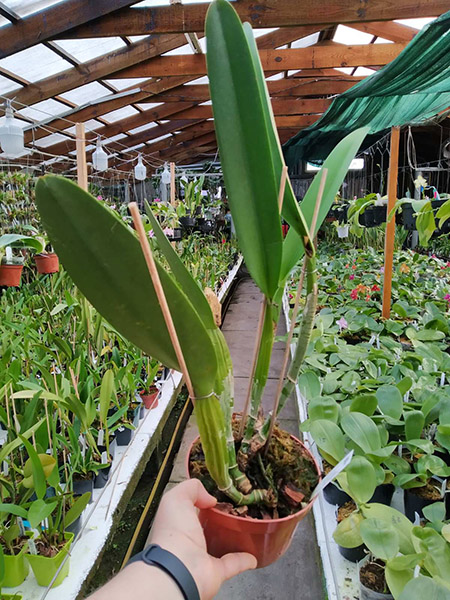 Cattleya warscewiczii sanderiana.jpg