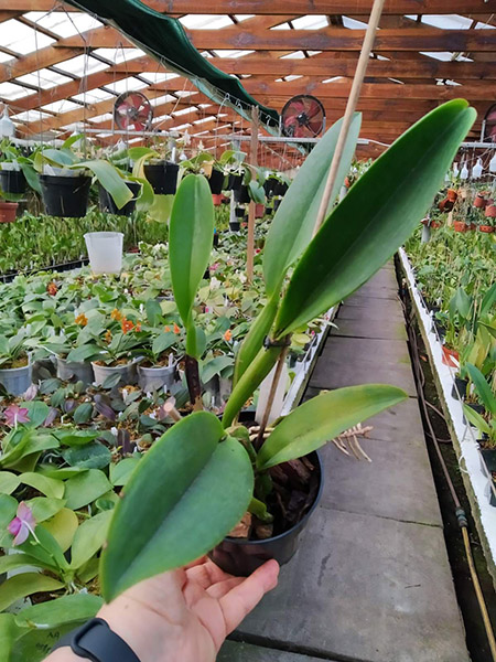 Cattleya warscewiczii select 'HIF03' x semi-alba 'Canaima's'.jpg