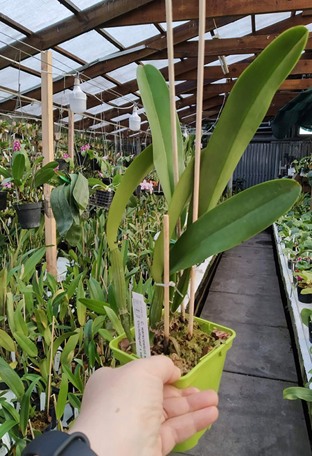 Cattleya warscewiczii semi-alba 'Orchiflaged' x semi-alba.jpg