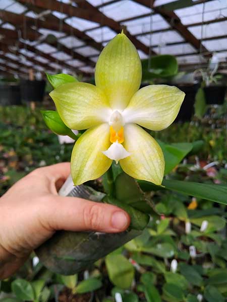 Phalaenopsis Chang Maw Evergreen x Yungho Gelb Canary.jpg